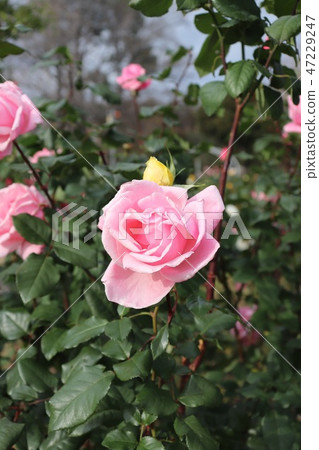 Popular roses, Queen Elizabeth 47229247