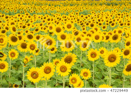 在盛開的向日葵領域 47229449
