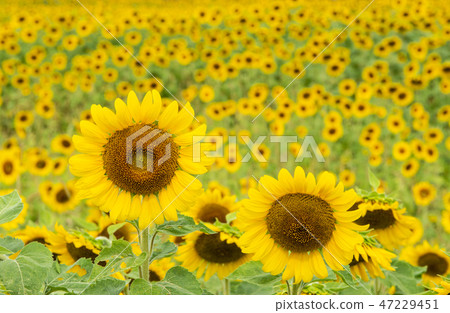 在盛開的向日葵領域 47229451