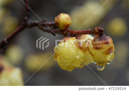 Wax plum ~ Winter sweet. 47229524