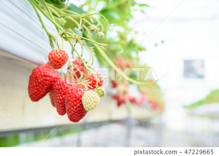 草莓栽培草莓狩獵 草莓栽培草莓狩獵 47229665