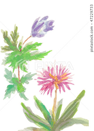 Spring Wildflowers (Chain Flower and Flower) 47229733