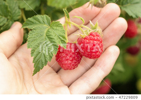 Red ripe raspberries branch on female palm  47229809