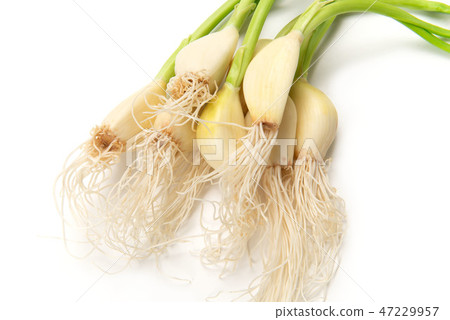 Young garlic 47229957