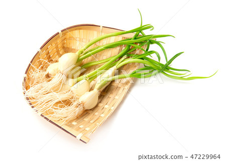 Young garlic 47229964
