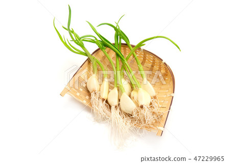 Young garlic 47229965