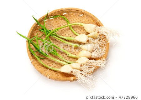 Young garlic 47229966