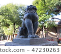 Shiba Inu from Hatomori Hachiman Shrine 47230263