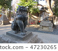 Shiba Inu from Hatomori Hachiman Shrine 47230265