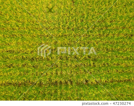 Aerial photograph taken in golden color with rice ~ Drone (Fukushima prefecture Onuma gun Aizu Misato cho Oishi character family down) Aerial photograph taken in golden color with rice ~ Drone (Fukushima prefecture Onuma gun Aizu Misato cho Oishi character family down) 47230274
