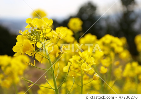 在Matsudasan藥草園強姦花 在Matsudasan藥草園強姦花 47230276