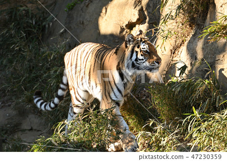 Tiger of Tama animal park 47230359