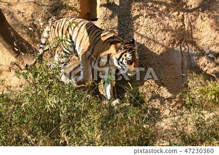 Tiger of Tama animal park 47230360
