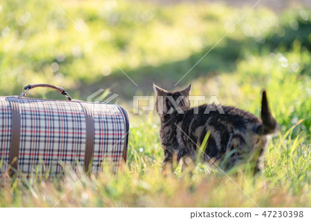 每次一隻貓 47230398