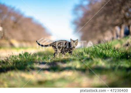 A cat staring at you like you became a friend A cat staring at you like you became a friend 47230400