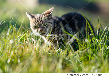Cat eating grass Cat eating grass 47230403