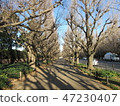 Row of trees in front of the Bund (winter) 47230407
