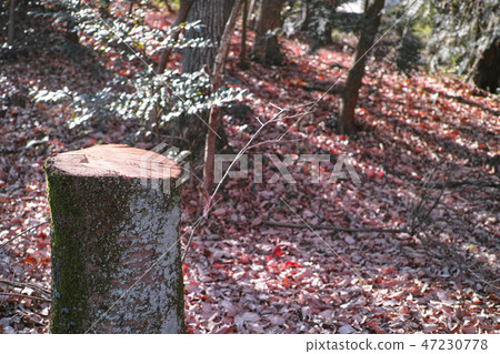 冬季場景圖像雜林 47230778