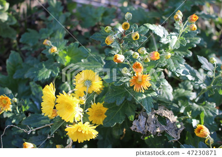 Yellow autumn flower 47230871