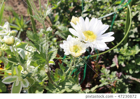 Autumn wild plants 47230872