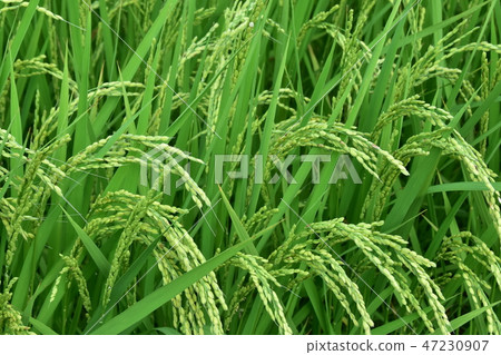 Rice field 47230907