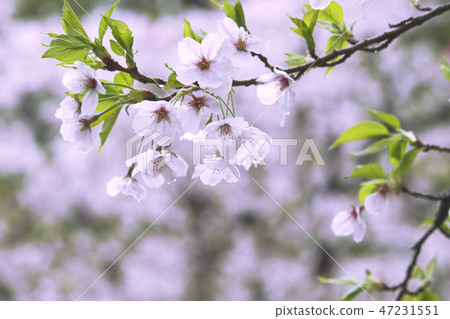 A flower landscape I found in the corner of a row of cherry blossom trees visiting Spring. 47231551