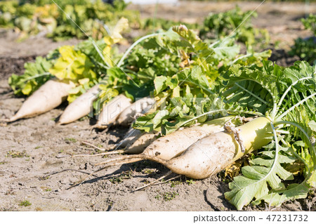 Daikon of the field 47231732