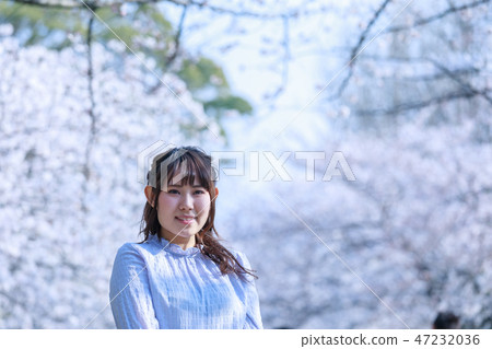 Female journey cherry blossoms Fukuoka castle Female journey cherry blossoms Fukuoka castle 47232036