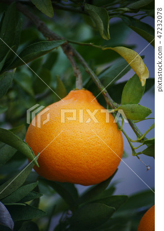 Something Something 47232078