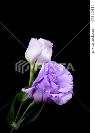 Turkish bellflower 47232413