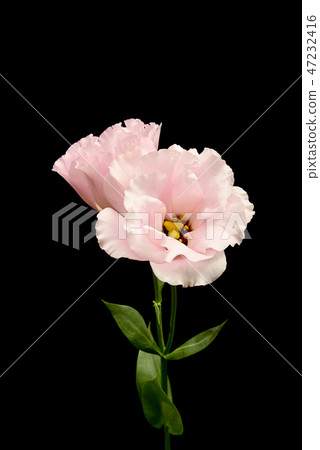 Turkish bellflower 47232416
