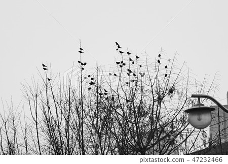 Shadows of sparrows on a tree. 47232466