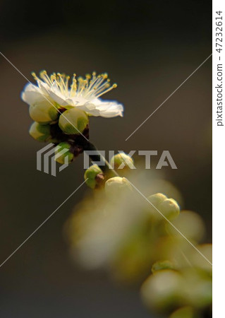 White plum White plum 47232614