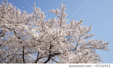 櫻花盛開,藍藍的天空 櫻花盛開,藍藍的天空 47232932