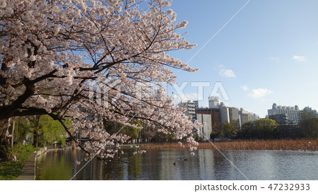 Cherry blossoms in full bloom and uninhibited pond 47232933