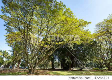 emigrant, emigration, immigrant 47233124