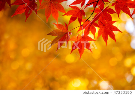 Close up of bright autumn leaves and copy space 47233190