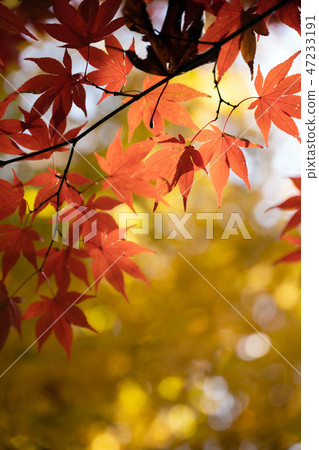 Close up of bright autumn leaves and copy space Close up of bright autumn leaves and copy space 47233191
