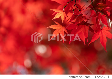 Close up of bright autumn leaves and copy space Close up of bright autumn leaves and copy space 47233201