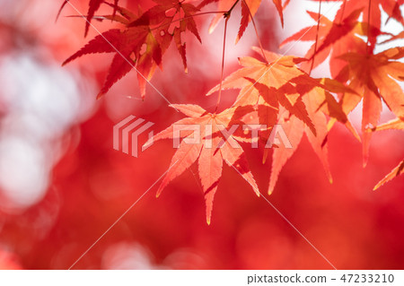 關閉明亮的秋葉和拷貝空間 47233210