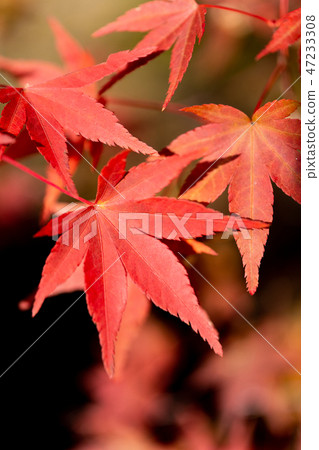 Black background with autumn leaves of sunburned maple Black background with autumn leaves of sunburned maple 47233308