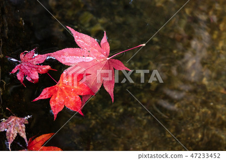 在水的生動的秋葉 在水的生動的秋葉 47233452