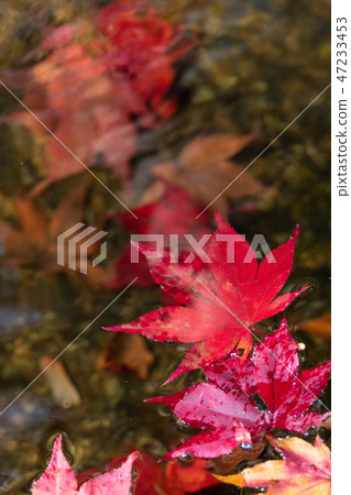 Vivid autumn leaves on the water Vivid autumn leaves on the water 47233453
