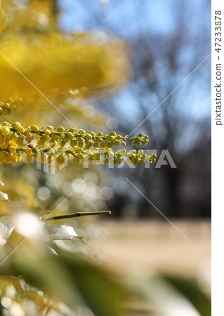 Mahonia charity 47233878