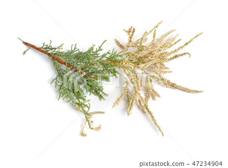 Tamarix or tamarisk, salt cedar isolated on white Tamarix or tamarisk, salt cedar isolated on white 47234904