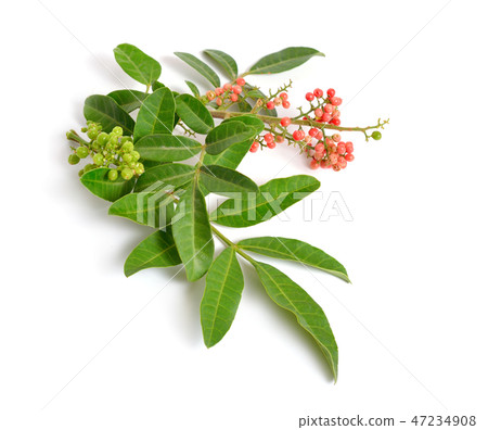 Schinus terebinthifolia or Brazilian peppertree Schinus terebinthifolia or Brazilian peppertree 47234908
