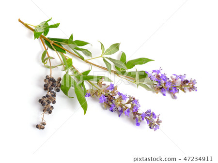 Vitex agnus-castus, also called vitex Vitex agnus-castus, also called vitex 47234911