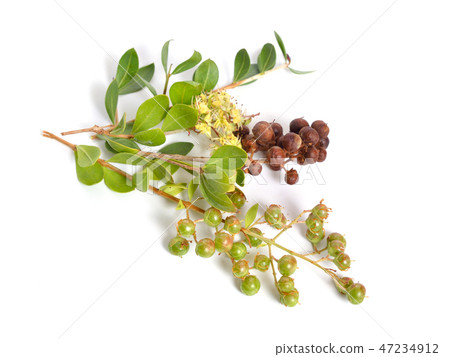 Lawsonia inermis Lawsonia inermis 47234912