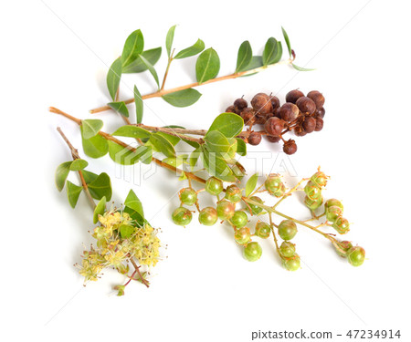 Lawsonia inermis, also known as hina or henna tree Lawsonia inermis, also known as hina or henna tree 47234914