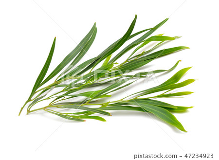 Acacia saligna, coojong, golden wreath wattle Acacia saligna, coojong, golden wreath wattle 47234923